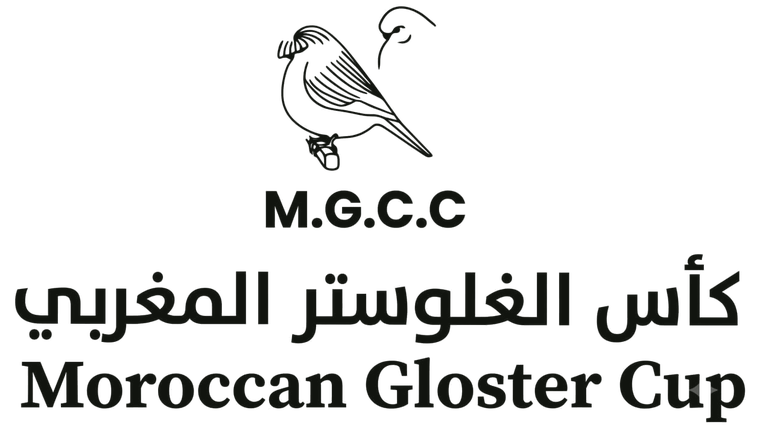Moroccan Gloster Canary Club — Moroccan Gloster Cup